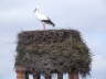 storch1