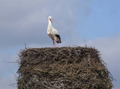 storch14