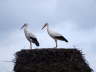 storch2
