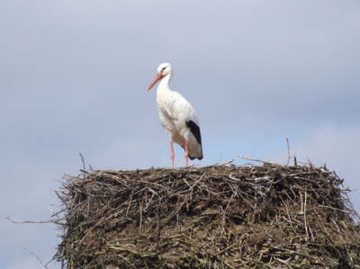 storch5