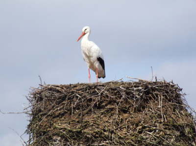 storch6